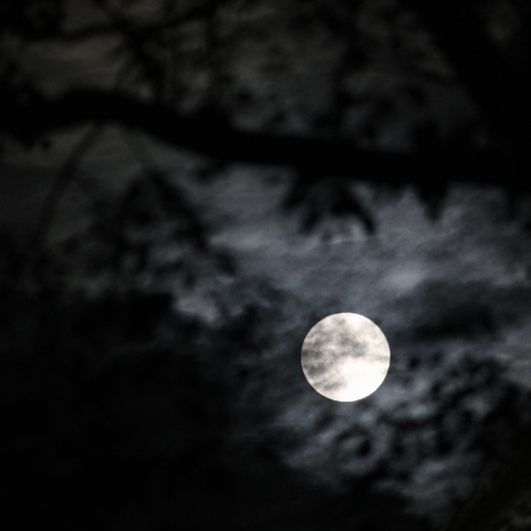 中秋祭（Harvest Moon）