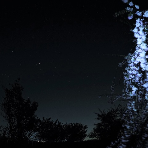真夜中の星空と花見