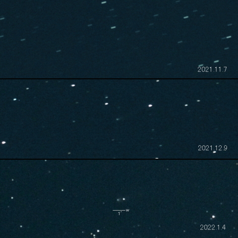 116P（Wild）の変化