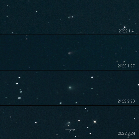 116P（Wild）の変化