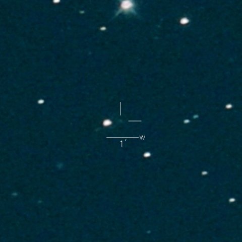 442P(McNaught)
