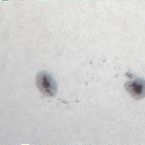 太陽黒点(2924) 1/9