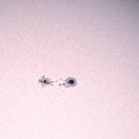 太陽黒点2936 1/31