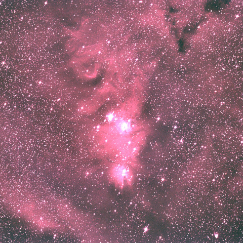 NGC2264