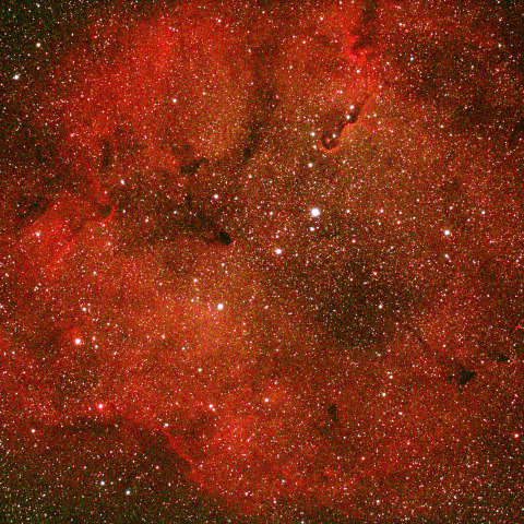 ガーネットスターと象の鼻