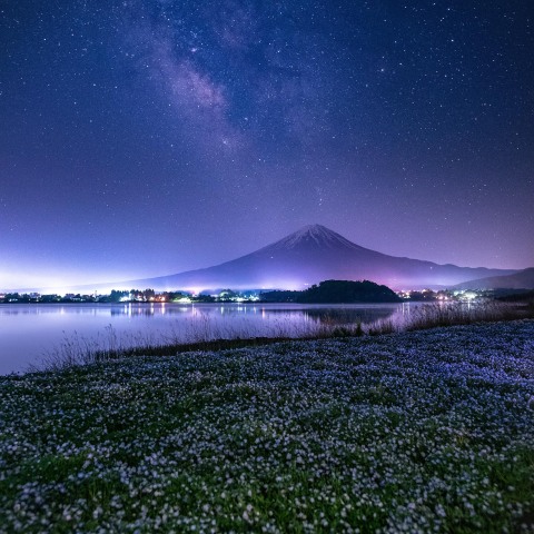 見頃のネモフィラと天の川・富士山　河口湖 大石公園で