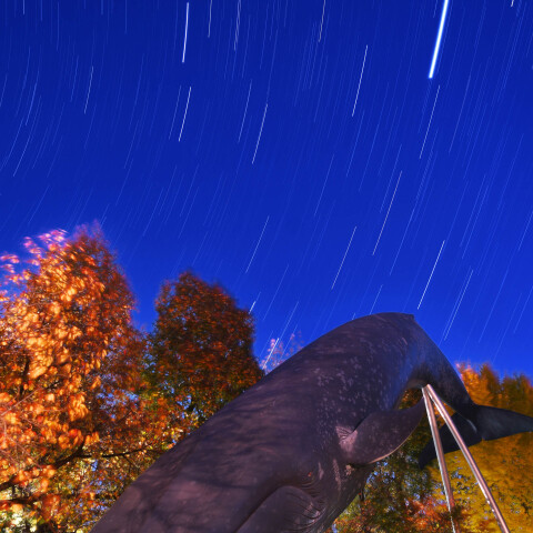 上野 国立科学博物館のシロナガスクジラ像と星空