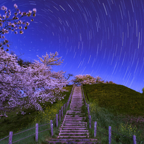 さきたま古墳公園 丸墓山古墳の夜桜と北天の日周運動 埼玉県行田市