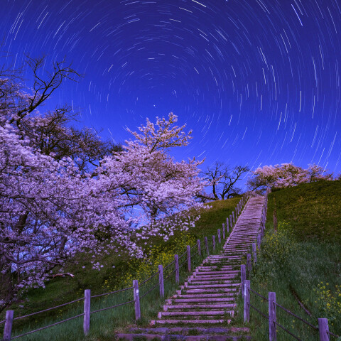 さきたま古墳公園 丸墓山古墳の夜桜と北天の日周運動 埼玉県行田市