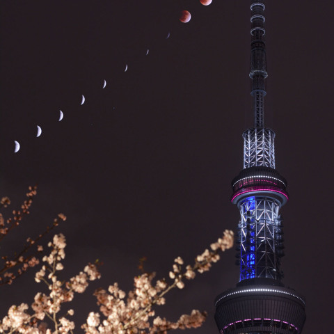 【過去作品・合成】皆既月食(2015年4月4日)と東京スカイツリー・夜桜【イメージ】