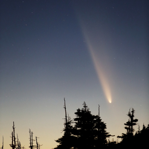 朽ち木の森に翔る