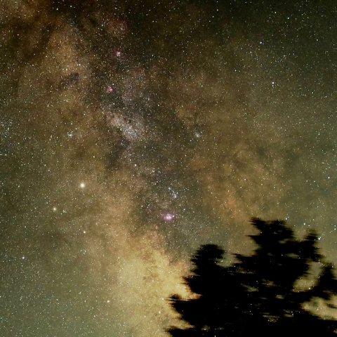 バンビを狙うゴジラ