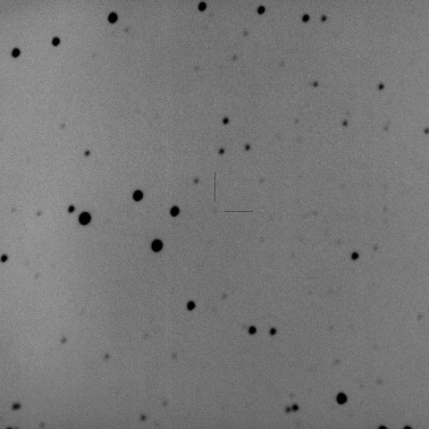 C/2023 V4 ( Camarasa-Duszanowicz ) 