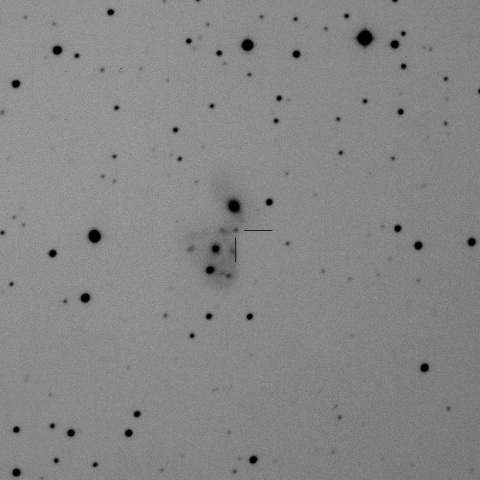 SN2016bam in NGC2444