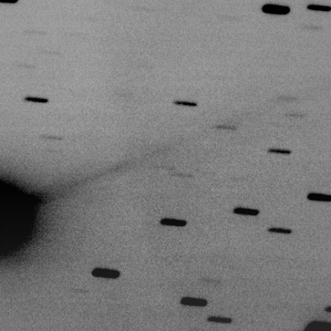 C/2018 V1 Machholz-Fujikawa-Iwamoto