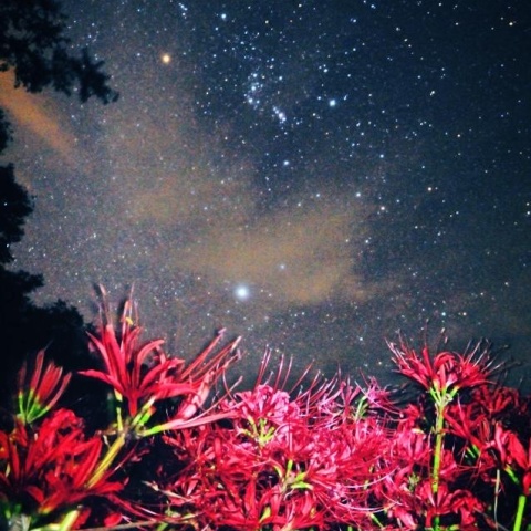 オリオン座と曼珠沙華