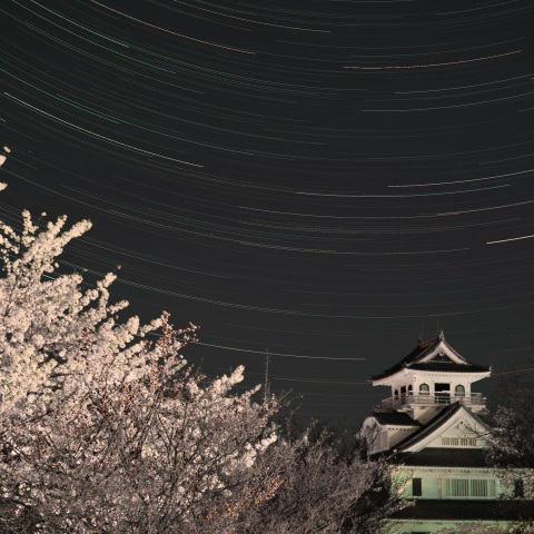 桜と長浜城と日周運動