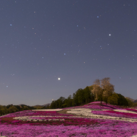星と芝桜