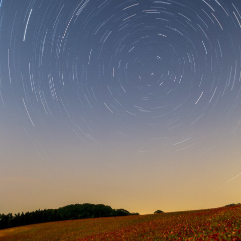 ポピー畑と星空
