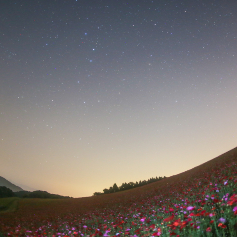 ポピーと北斗七星