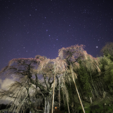 紅枝垂地蔵ザクラと北斗七星