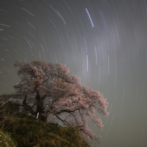 発知のヒガンザクラと日周運動