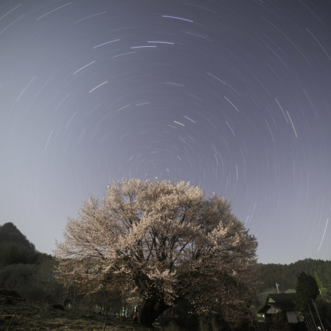 大王桜と日周運動
