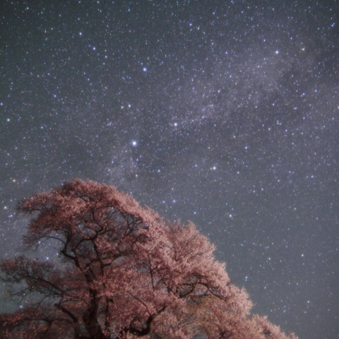 発知のヒガンザクラと天の川