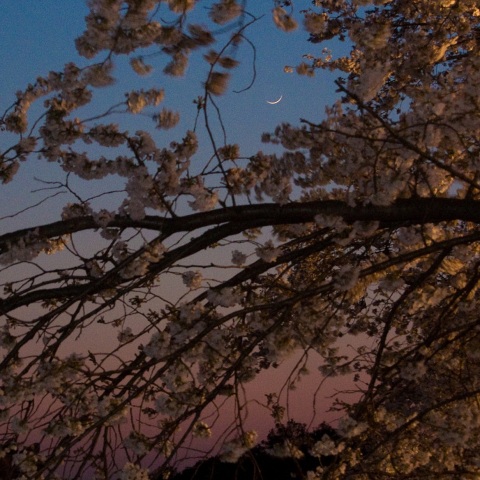 夕焼けの桜堤と二日月