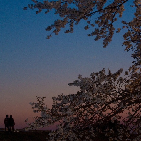 夕焼けの桜堤と二日月