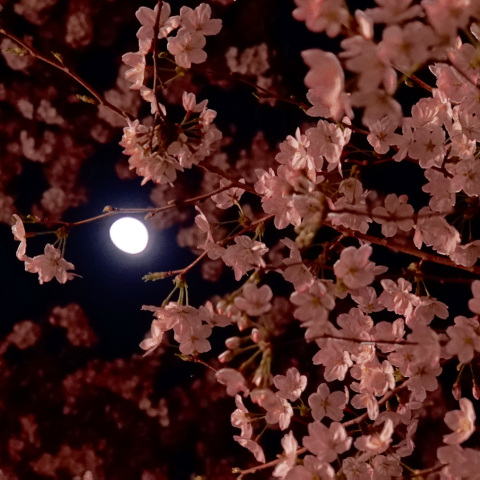 満開の夜桜と月 3/31