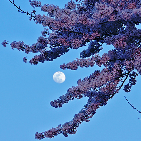 桜と夕月 4/2