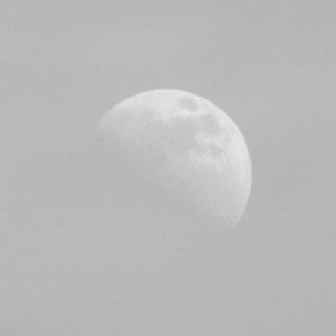 真昼間の東空の月 (7/27・月齢8.1)
