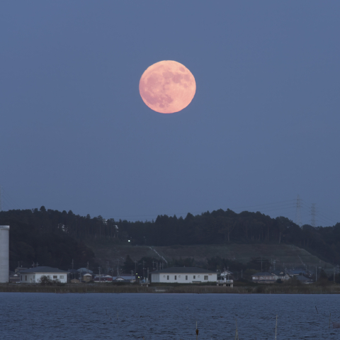 赤いブルームーン
