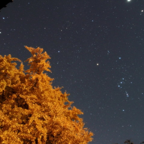 大銀杏と冬の主役たち