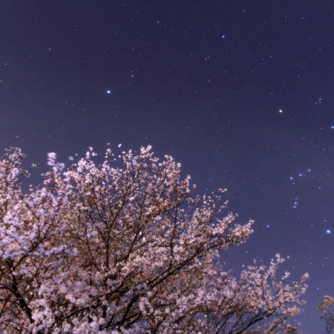 桜とオリオン