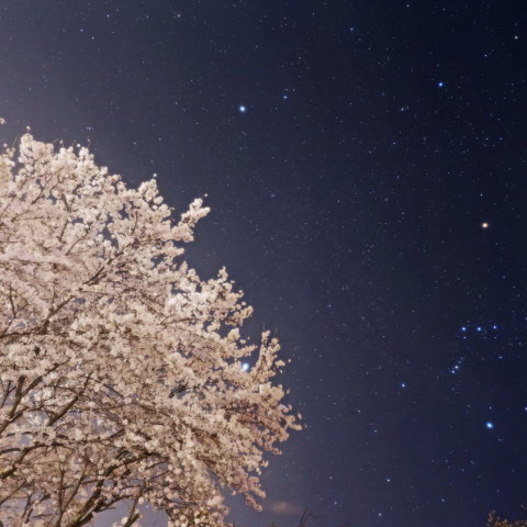 満開の桜とオリオン座