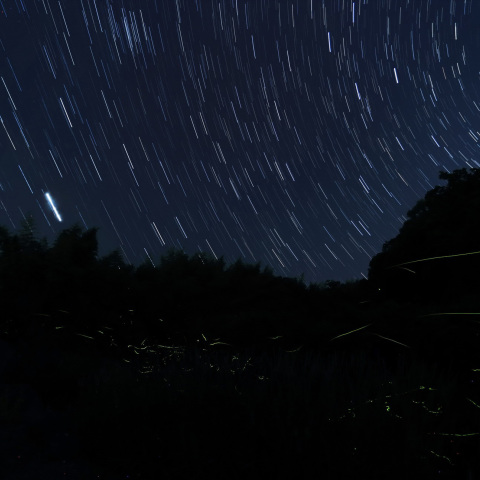 去りゆく獅子とホタルの舞い