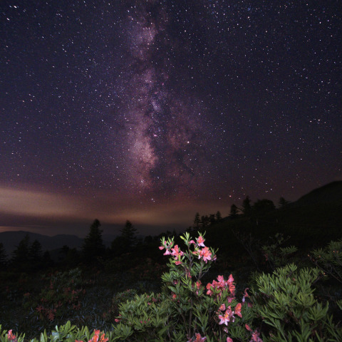 天の川とレンゲツツジ