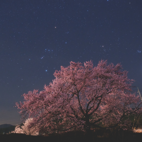 桜の上に広がる星空