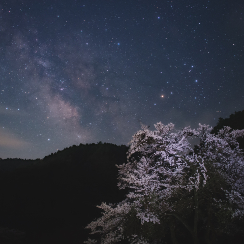 桜と天の川