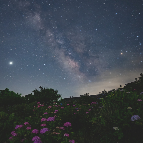 梅雨の晴れ間の天の川と紫陽花