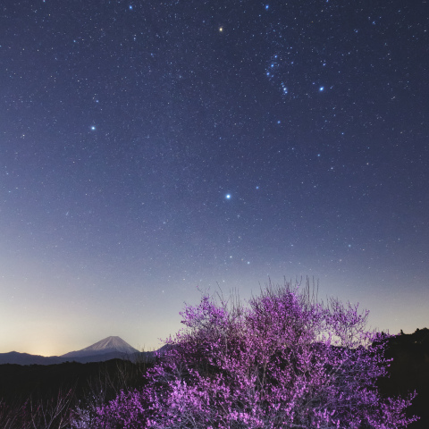 紅梅の上に広がる冬の星々