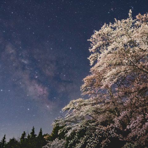 満開の桜と天の川
