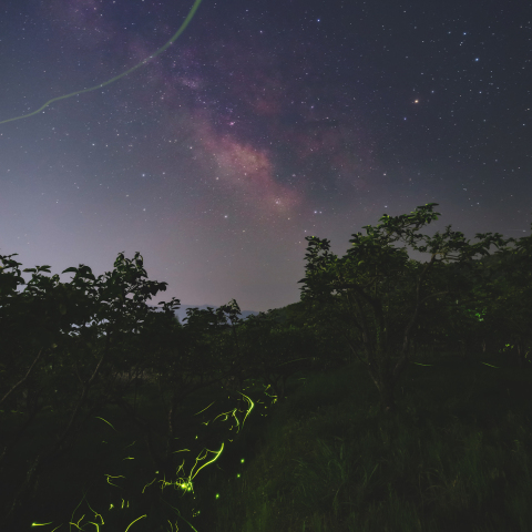 天の川の下に舞うホタル