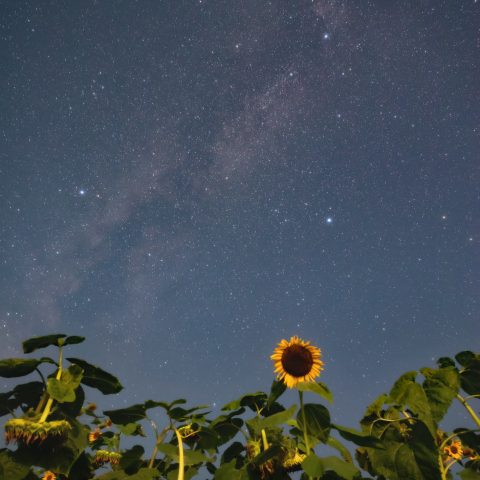 夏の大三角とヒマワリ