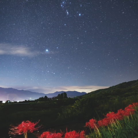 彼岸花とオリオン座