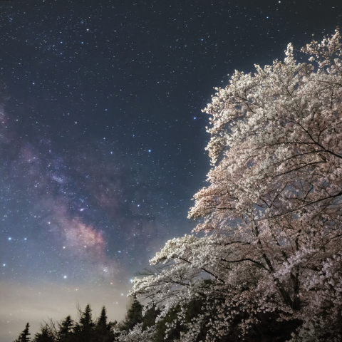 天の川と桜