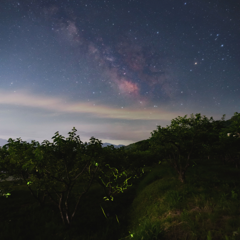 天の川の下で舞う蛍