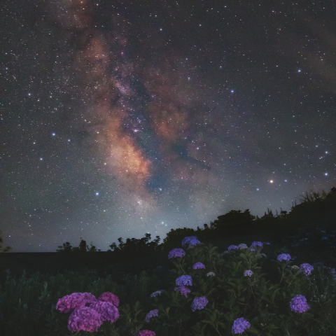 紫陽花の上に広がる星空